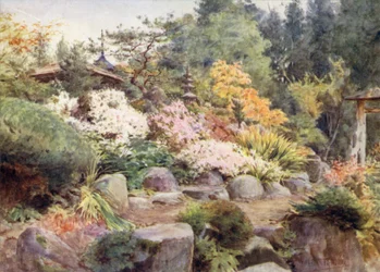 Ein Steingarten in Nikko, Kosmos und Ahorn