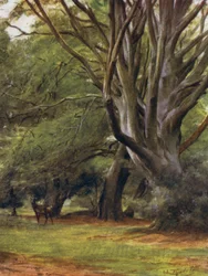 Der New Forest: Penerley Woods
