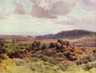 Der New Forest: Blick von Picket Post auf Ringwood Road