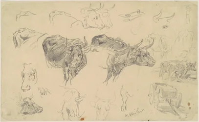 Studien von Ochsen
