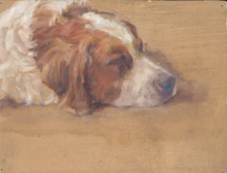 Hundekopf (Studie)