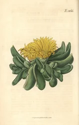 Ficoide - Mesembryanthemum depressum