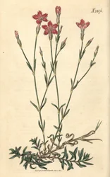 Feldnelke - Feldpink, Dianthus campestris. Handkolorierter botanischer Stich von Weddell aus John Sims