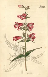 Penstemon campanulatus, Blume