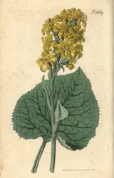 Sibirische Ligularie - Ligularia sibirica