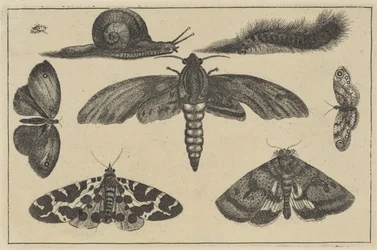 Drei Motten, Schmetterlinge, Käfer, Schnecke und Raupe (Verschiedene Insekten)