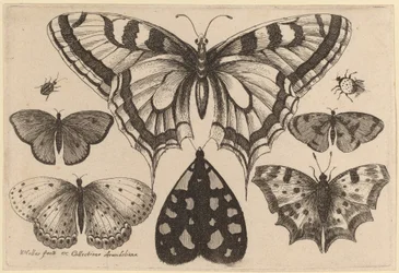 Fünf Schmetterlinge, eine Motte, ein Käfer und eine Spinne