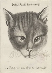 Kopf einer Katze