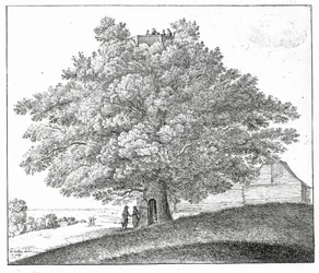 Hohler Baum in Hampstead, 1663