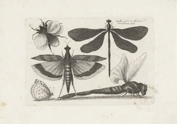 Libellen, Schmetterling und eine Hummel