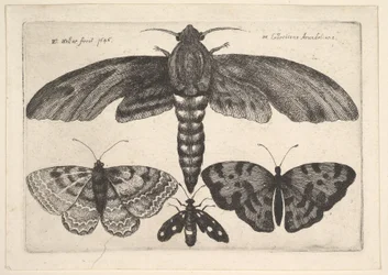 Motte und drei Schmetterlinge, 1646