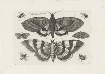 Motten und kleine Insekten