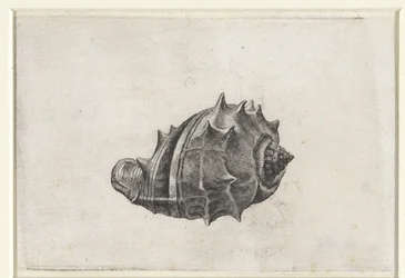Schnecke, Melongena Melongena (Schnecken)