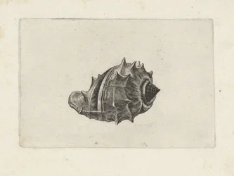 Schnecke, Melongena Melongena