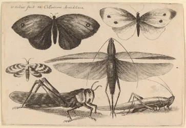 Sechs Insekten