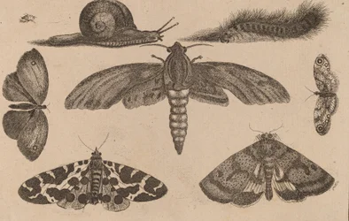 Sechs Insekten, eine Raupe und eine Schnecke