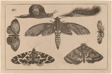 Sechs Insekten, eine Raupe und eine Schnecke