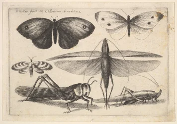 Sechs Insekten, 1646