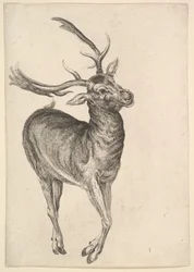Hirsch, 1625-77