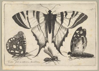Drei Schmetterlinge und eine Wespe, 1646