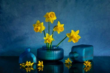 Gelbe Narzissen Blaue Vasen