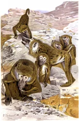 Paviane