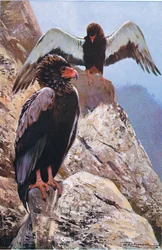 Gaukleradler, Illustration aus Wildlife of the World, ca. 1910