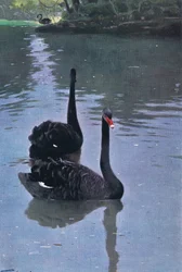 Schwarzschwan, Illustration aus Wildlife of the World, um 1910