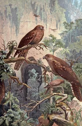 Höhle Guacharo, ca. 1910 (Illustration)
