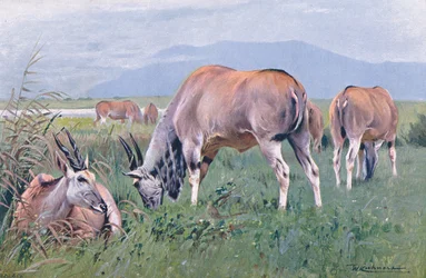 Eland, Illustration aus Wildlife of the World, ca. 1910