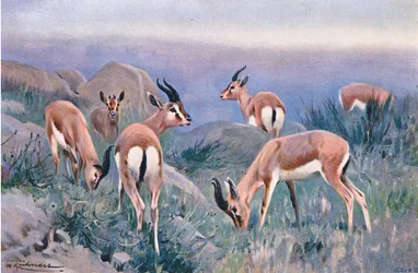 Gazelle, aus Die Tierwelt der Welt, veröffentlicht von Frederick Warne & Co, ca. 1900