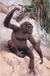 Gorilla, Illustration aus Wildlife of the World, ca. 1910