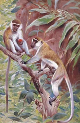 Grüner Meerkatze, Illustration aus Wildlife of the World, ca. 1910
