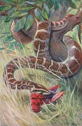 Indischer Python, aus Die Tierwelt der Welt, veröffentlicht von Frederick Warne & Co, ca. 1900