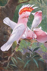 Inka-Kakadu, Illustration aus Wildlife of the World, um 1910