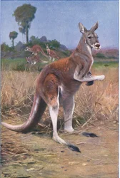 Roter Känguru, Illustration aus Wildlife of the World, ca. 1910