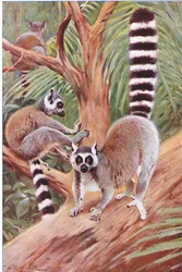Katta, Illustration aus Wildlife of the World, um 1910