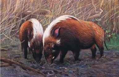 Flussschwein, Illustration aus Wildlife of the World, ca. 1910