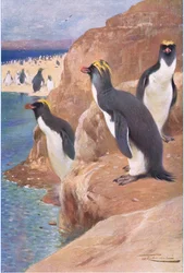 Felsenpinguin, Illustration aus Wildlife of the World, ca. 1910