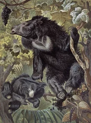 Faultierbär