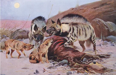 Gestreifte Hyäne und Schakal, aus Die Tierwelt der Welt, veröffentlicht von Frederick Warne & Co, ca. 1900