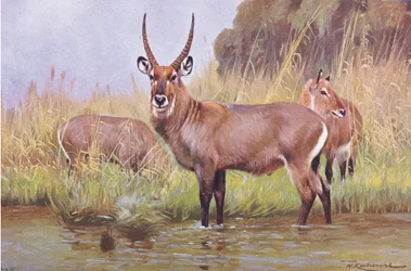 Wasserbock, Illustration aus Wildlife of the World, ca. 1910
