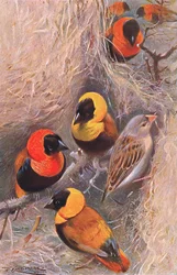 Webervögel, Illustration aus Wildlife of the World, ca. 1910