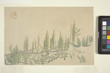 Wisteria, ca. 1908