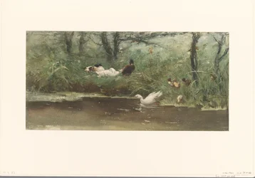 Enten am Grabenrand
