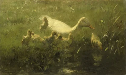 Weiße Ente mit Küken