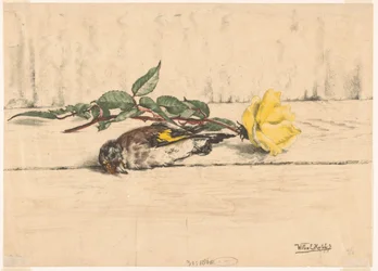 Toter Stieglitz neben einer Rose liegend