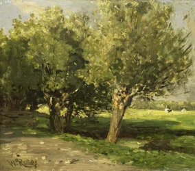 Weidenbäume