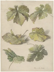 Studien von Weinblättern
