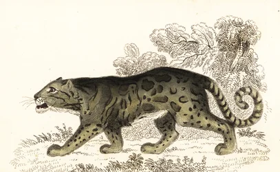Nebelparder, Neofelis nebulosa